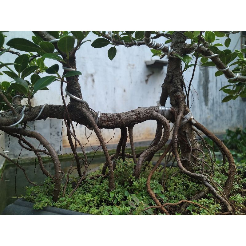 Jual Bonsai Semi Cascade Beringin Korea 2 Shopee Indonesia