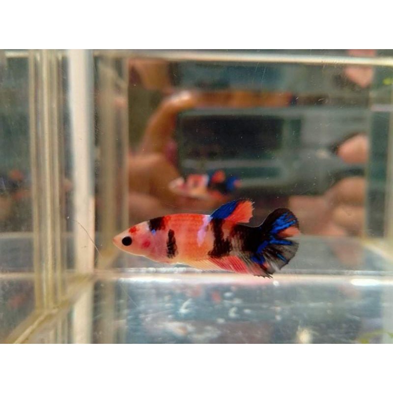 Jual Female Orange Base Multy Shopee Indonesia