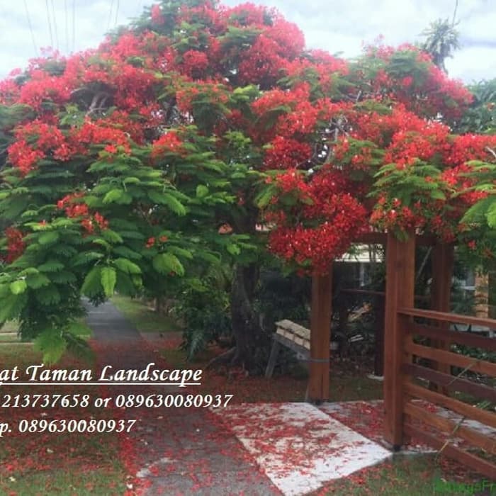 Jual Bibit Pohon Flamboyan Merah Delonix Regia Tree Shopee Indonesia