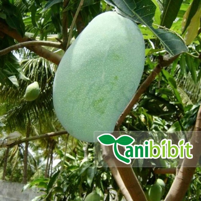 Jual Bibit Mangga Arum Manis Pohon Buah Harum Arumanis Arummanis