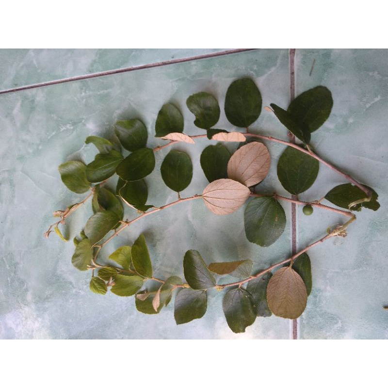 Jual Daun Bidara Arab Asli Isi 100 Lembar Shopee Indonesia