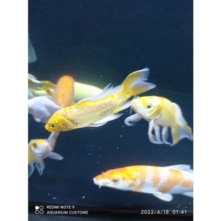 Jual Ikan Hias Koi Metalik Slayer Kumpai Shopee Indonesia