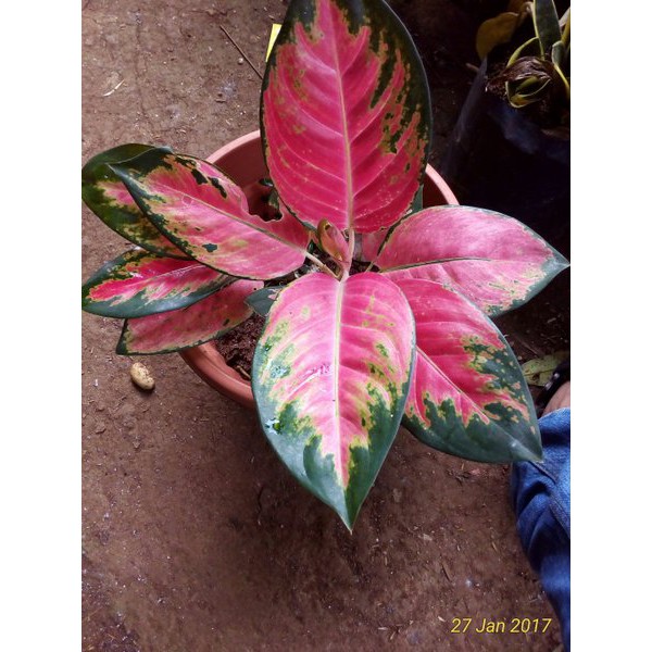 Jual Bunga Aglaonema Kocin Dewasa Bunga Aglonema Kochin Paramuai