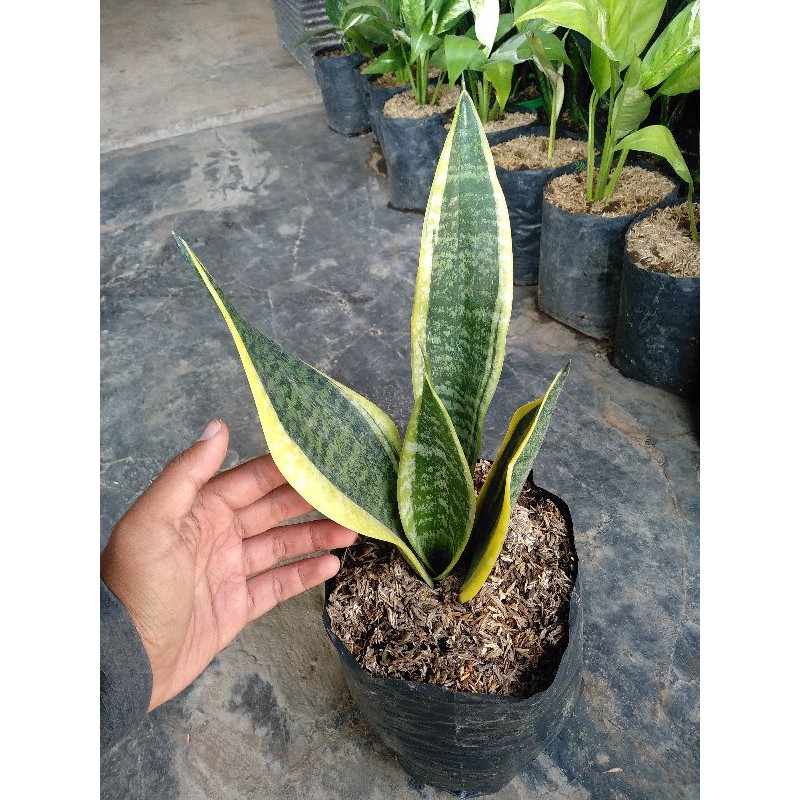 Jual Tanaman Hias Sansevieria Superba Shopee Indonesia