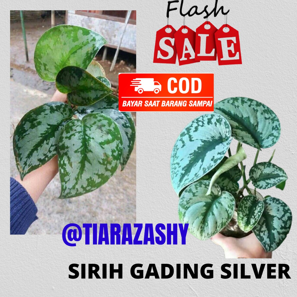 Jual Sirih Gading Variegata Sirih Gading Putih Sri Gading Silver