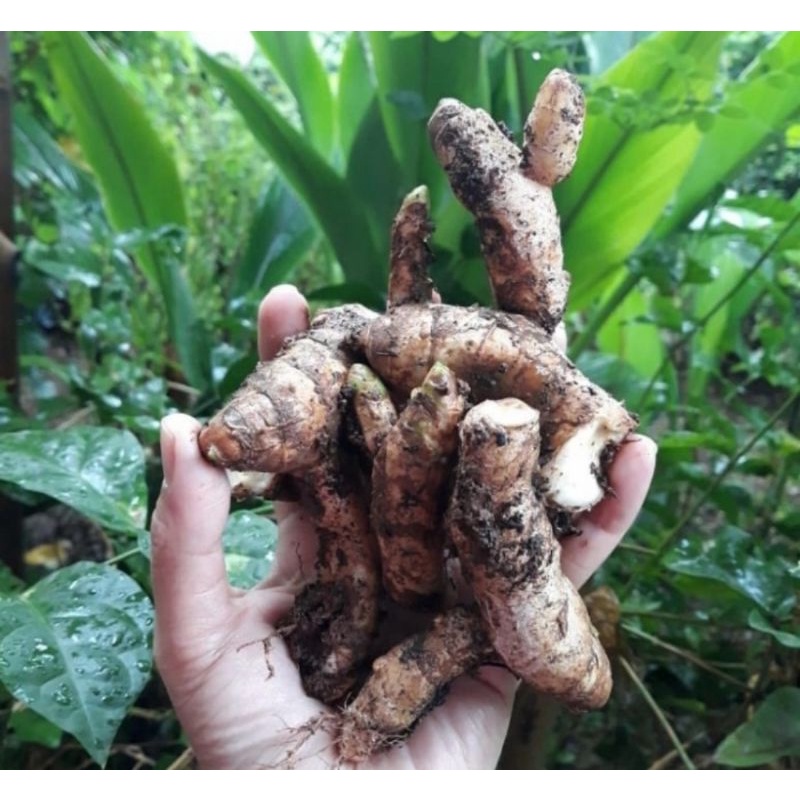 Jual Bibit Pohon Kunyit Putih Tanaman Herbal Kunyit Putih Shopee