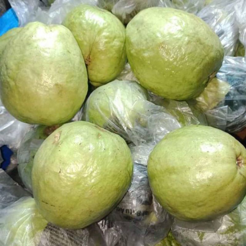 Jual Jambu Klutuk Putih Jambu Taiwan Biji Putih 1 Kg Shopee Indonesia