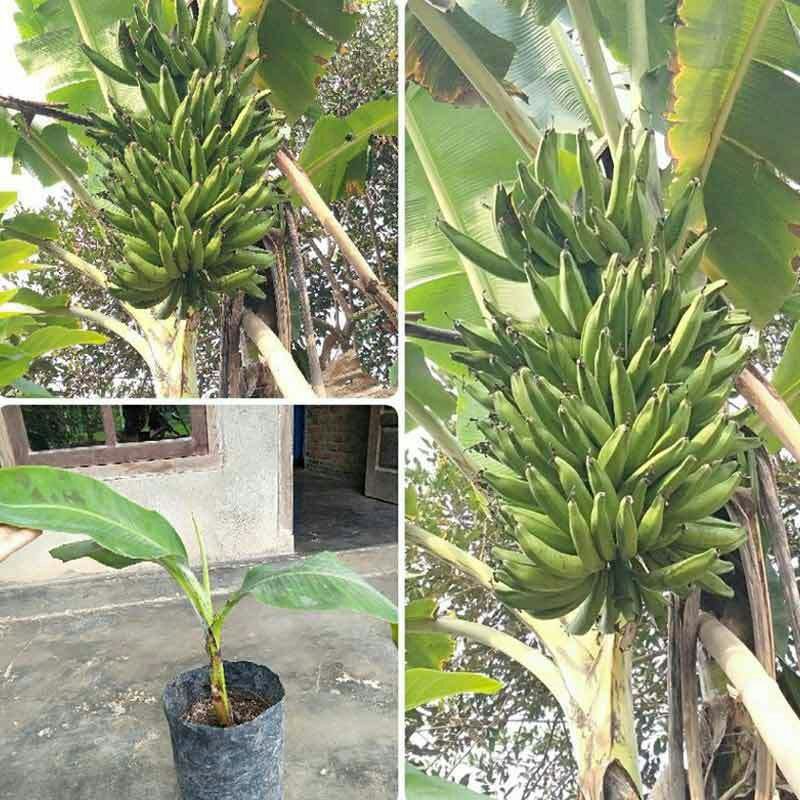 Jual Bibit Pisang Kapas Bawen Jumbort Shopee Indonesia