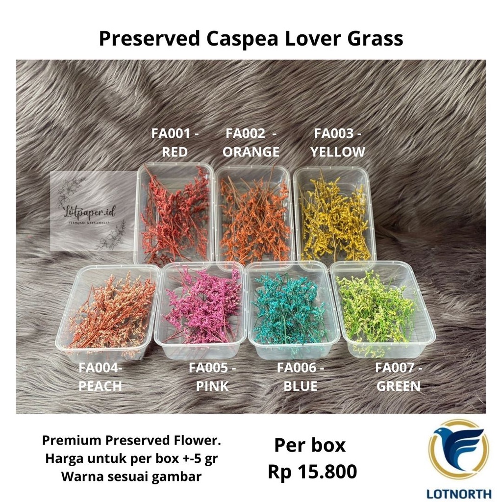 Jual Preserved Caspea Lovergrass Bunga Kering Asli Natural Indonesia