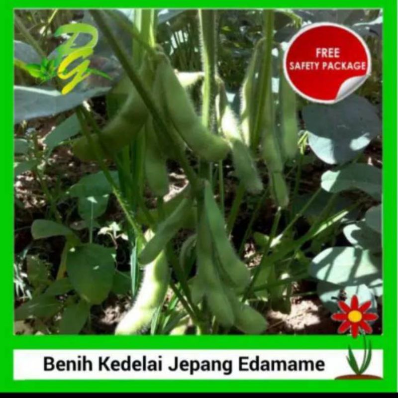 Jual 80 Biji Benih Edamame Kedelai Jepang Repack Original Shopee