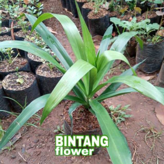 Jual Tanaman Herbal Daun Suji Tanaman Daun Suji Pewarna Alami