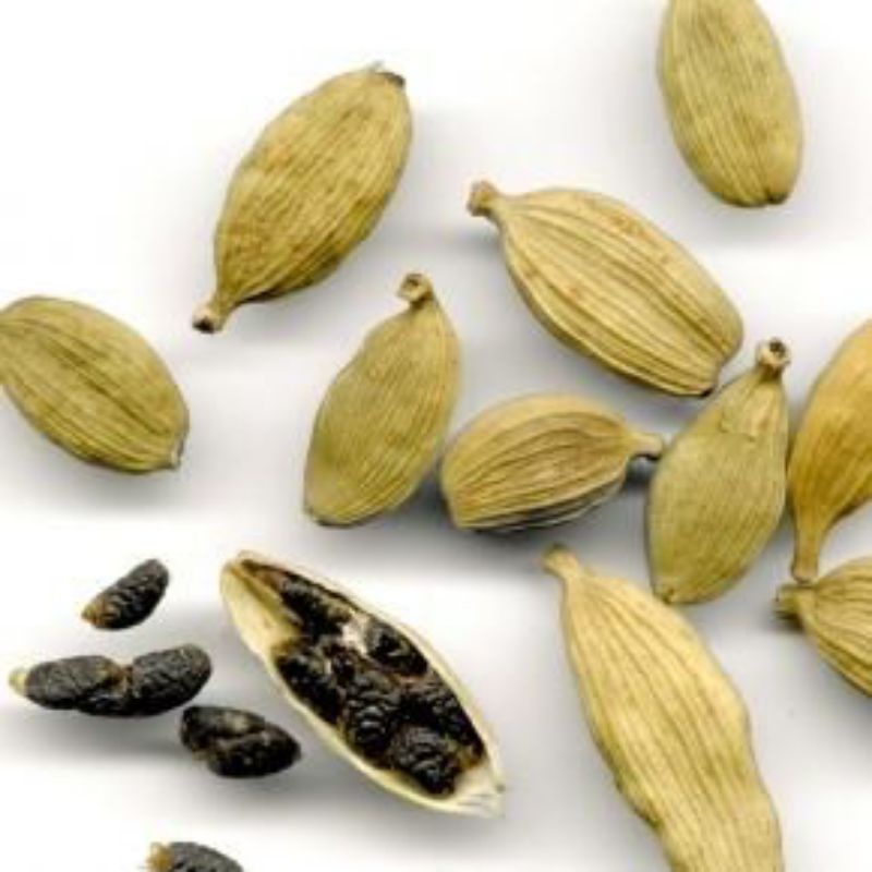 Jual Kapulaga India Biji Khusus Semai Green Cardamom Shopee Indonesia