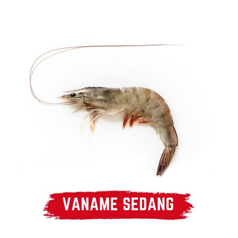 Jual Udang Vaname Sedang Shopee Indonesia