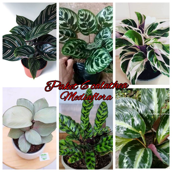 Jual Paket Tanaman Hias Indoor Calathea Tanaman Hias Calathea