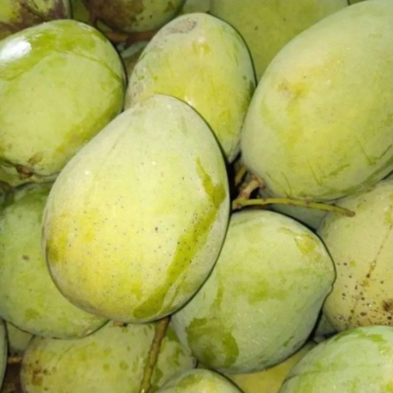 Jual Buah Mangga Indramayu Mengkal Kualitas Super Kg Shopee Indonesia