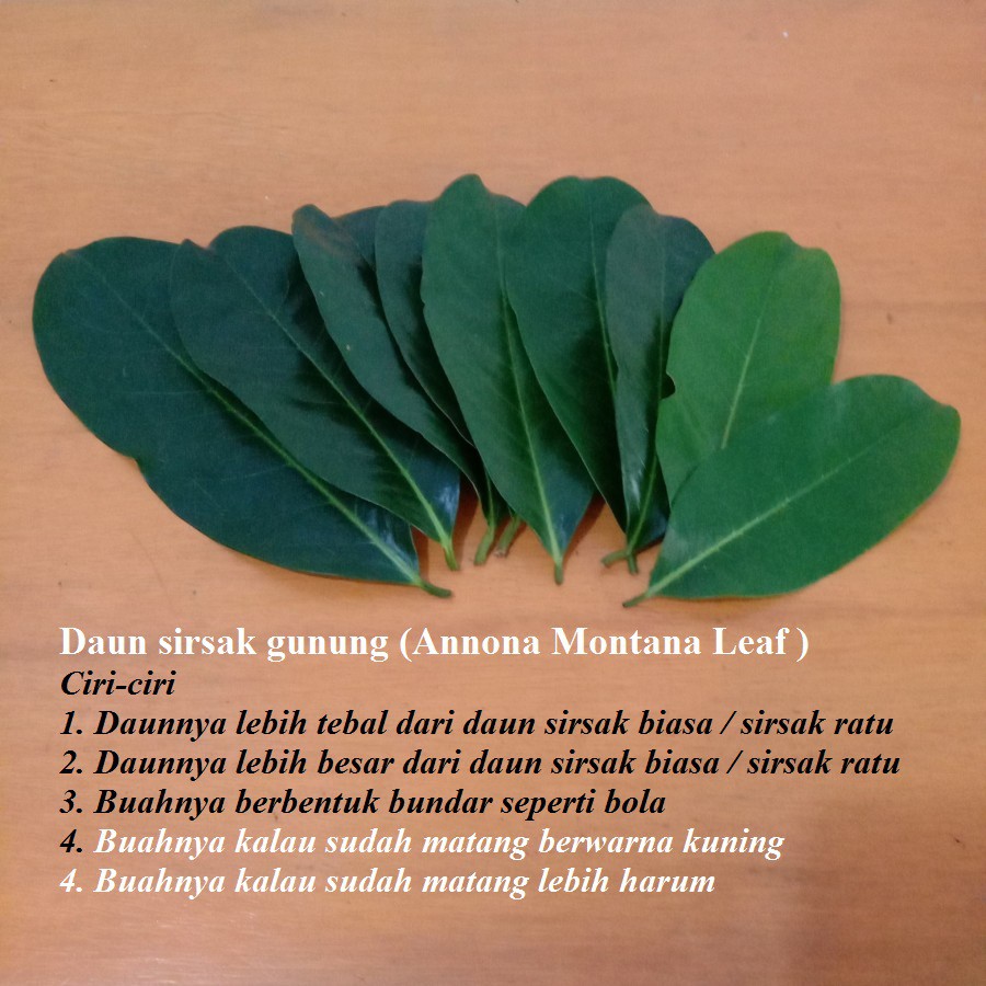 Jual Daun Sirsak Gunung Segar Kg Annona Montana Shopee Indonesia