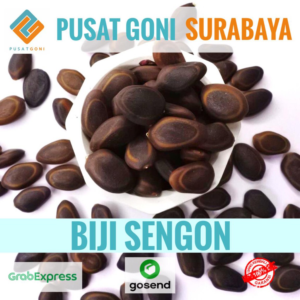 Jual Biji Sengon Bahan Kerajinan Tangan DIY Dekorasi Foto Rustic