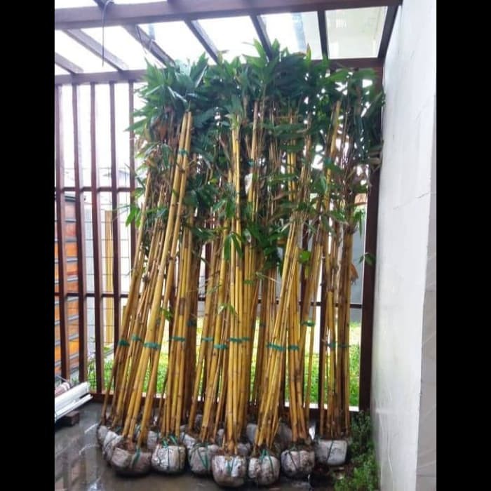 Jual Tanaman Hias Bambu Panda Kuning Bambu Panda Bambu Pagar