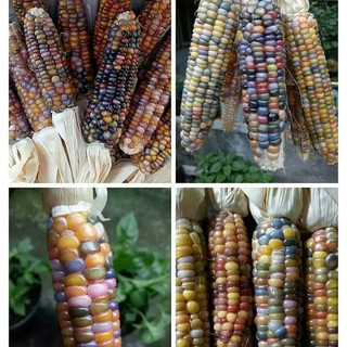 Jual Biji Jagung Pelangi Ornamental Rainbow Corn Bibit Tanaman Pohon