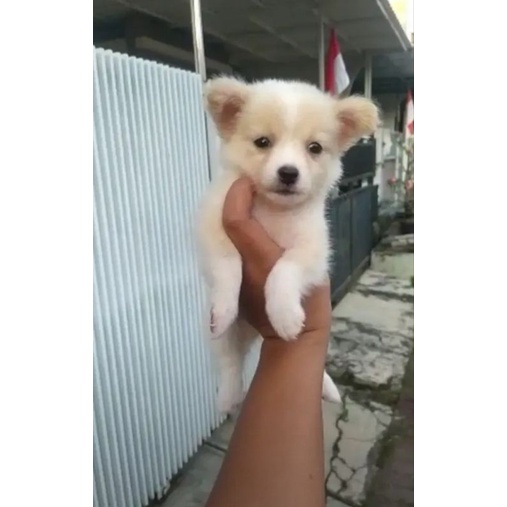 Jual Anjing Mini Pom Anjing Mini Puppy Mini Pom MURAH Shopee Indonesia