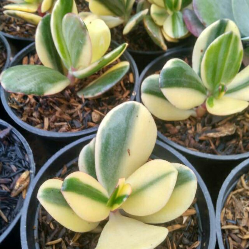 Jual Tanaman Sukulen Jade Plant Variegata Jadeplant Varigata Shopee