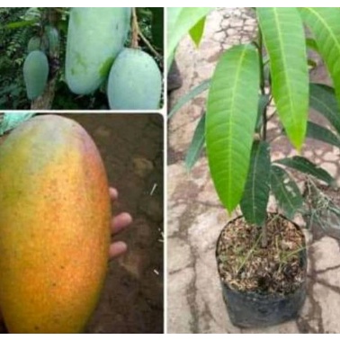 Jual Bibit Mangga Kio Jay Promo Harga Murah Berkualitas Shopee Indonesia