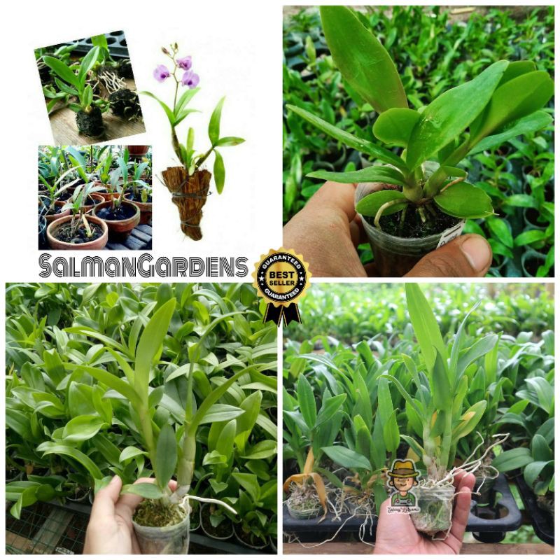 Jual Paket Pra Remaja Anggrek Dendrobium Helix Tanaman Anggrek