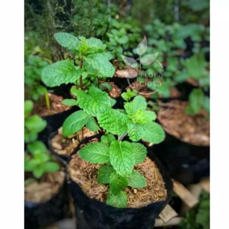 Jual Daun Mint Bibit Daun Mint Berakar Pohon Mint Murah Indonesia