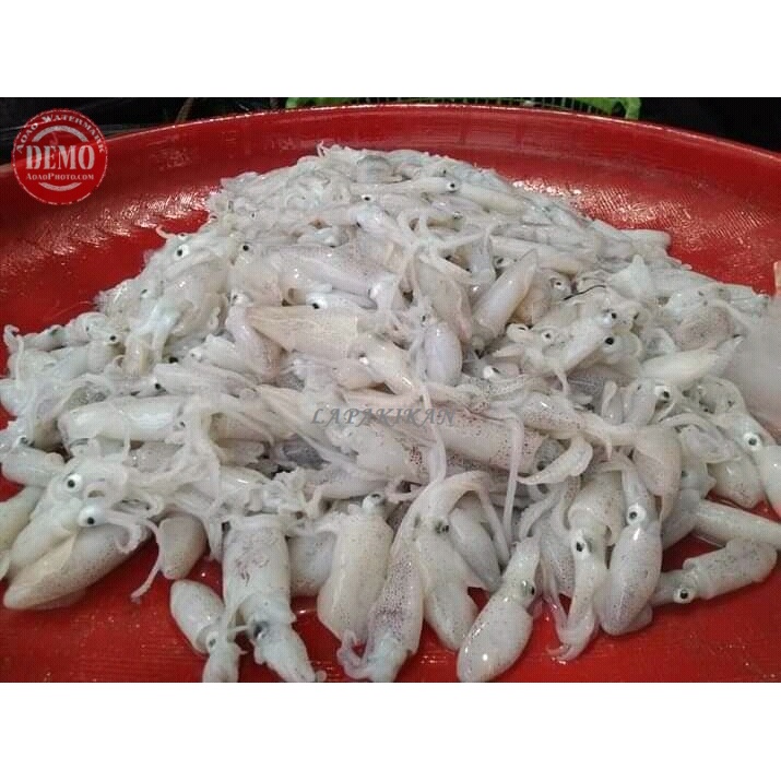 Jual Cumi Baby Segar Kg Cumi Cumi Seafood Fresh Segar Dan Bergaransi