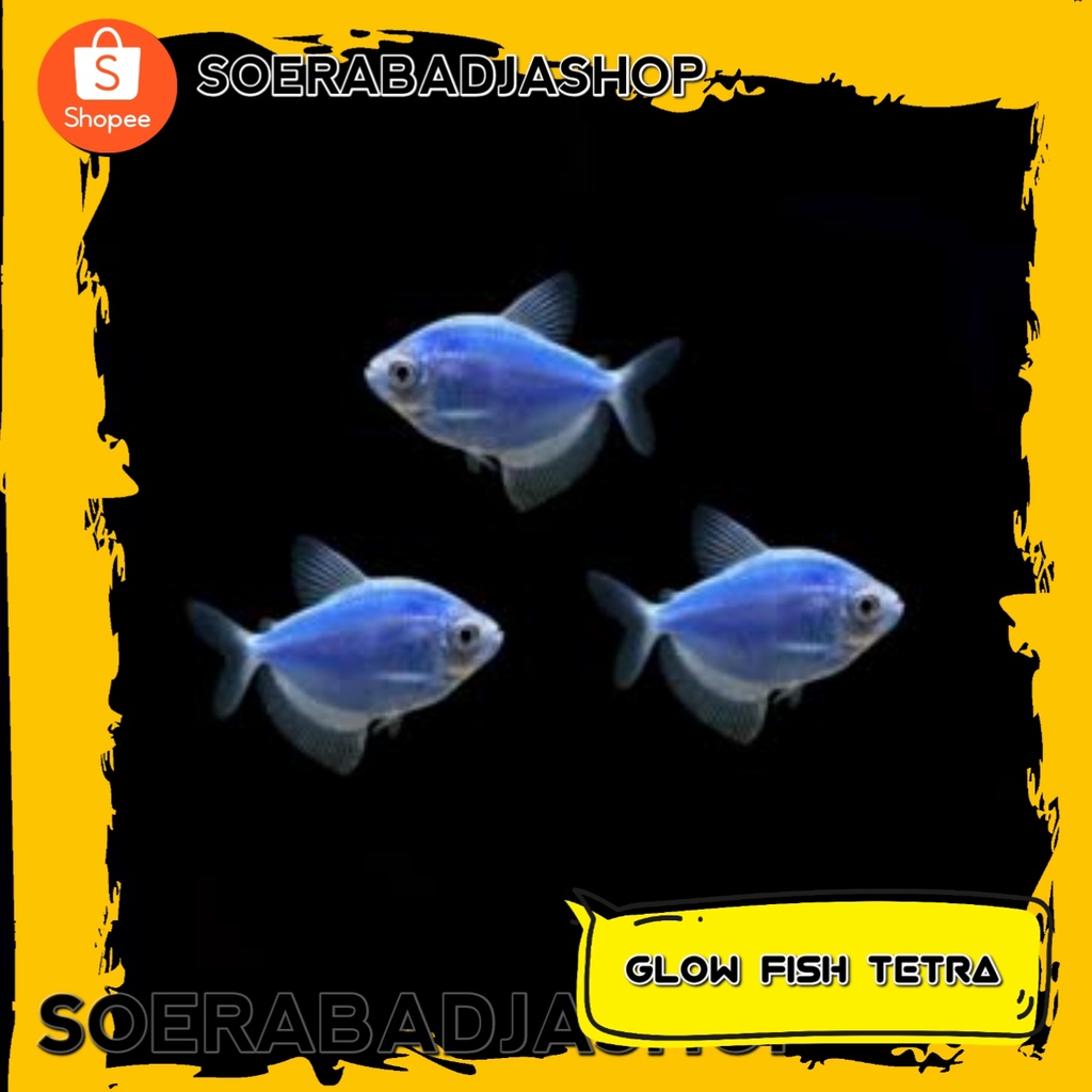 Jual Ikan Hias Glow Fish Tetra Blue Electric Ikan Hias Aquascape