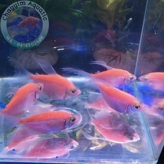 Jual Ikan Hias Glofish Glowfish Tetra Slayer Import Aquascape Garansi