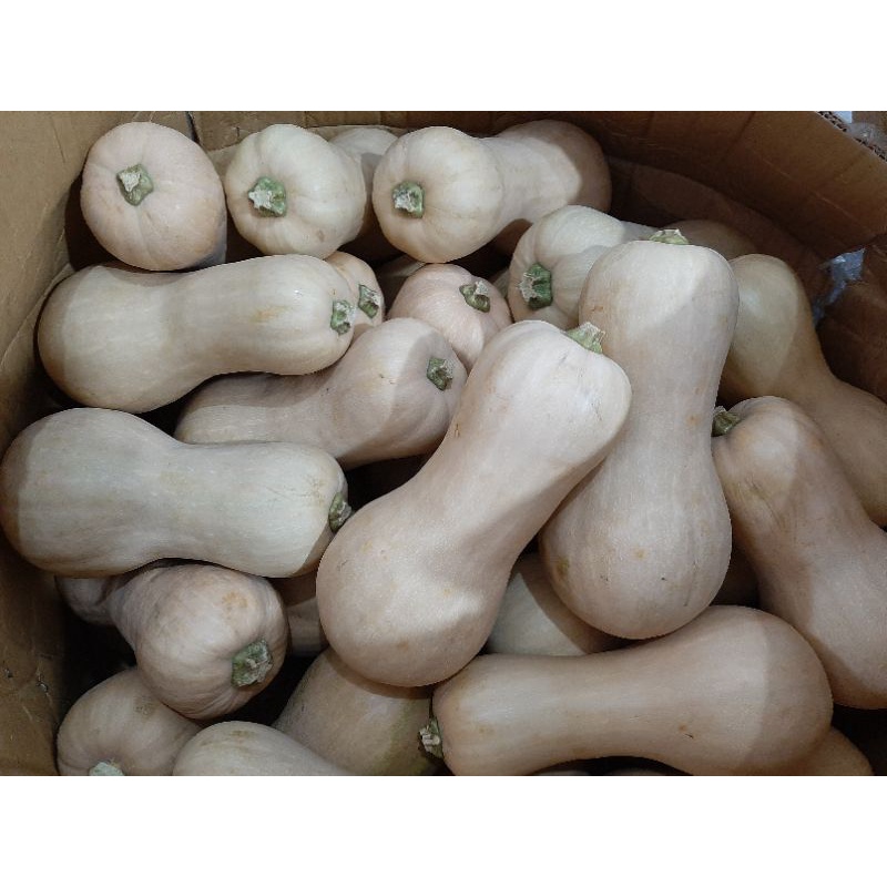 Jual Butternut Squash Labu Butternut Labu Madu Shopee Indonesia