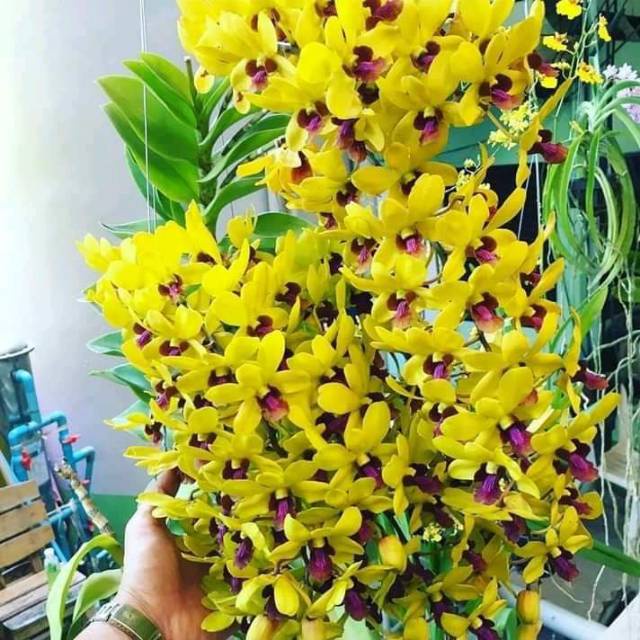 Jual Anggrek Dendrobium Kuning Lidah Merah Spike Kenop Mekar Besar Po