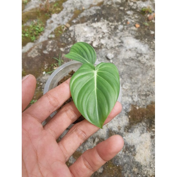 Jual Philodendron Mc Dowel Shopee Indonesia