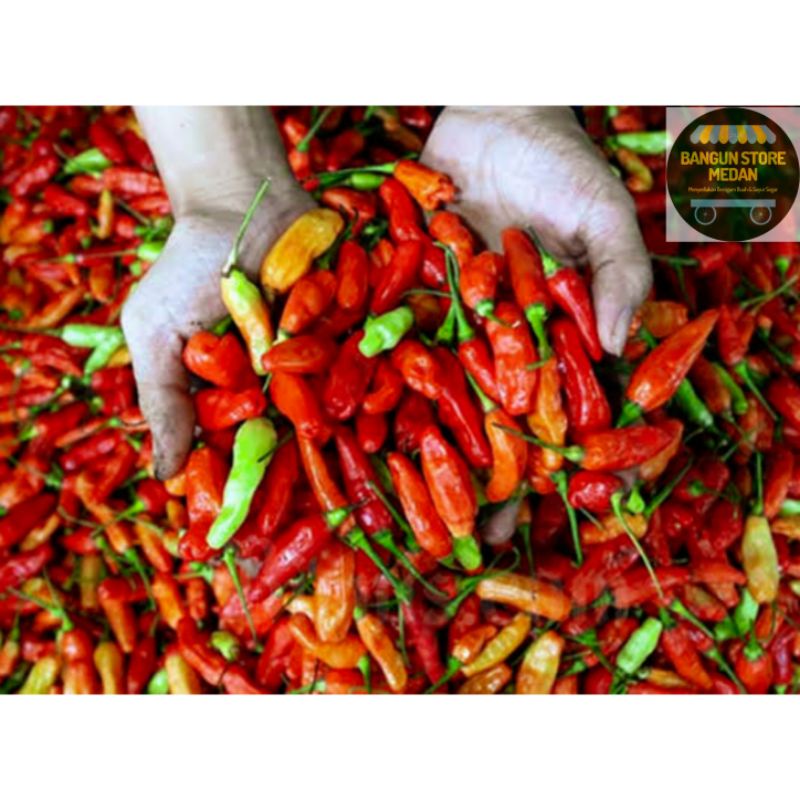 Jual BSM TERMURAH Cabe Caplak Cabai Caplak Cabe Rawit Caplak