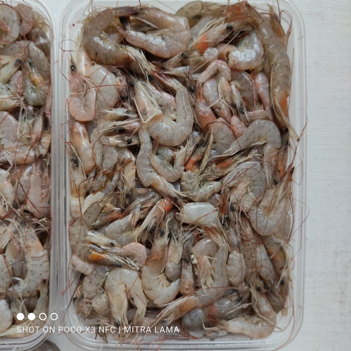 Jual Jual Udang Peci Jerbung Beku Size M Bukan Udang Vaname Tiger