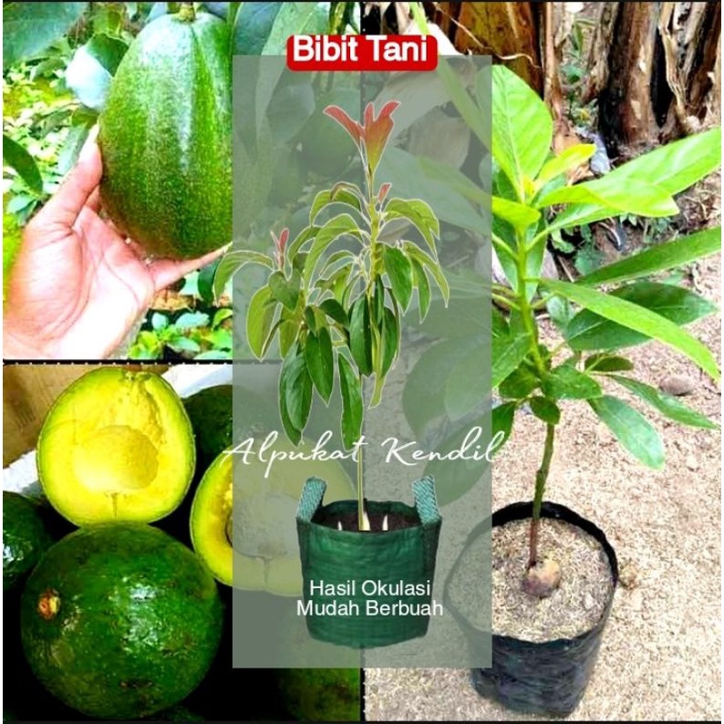 Jual Bibit Alpukat Kendil Super Cod Shopee Indonesia