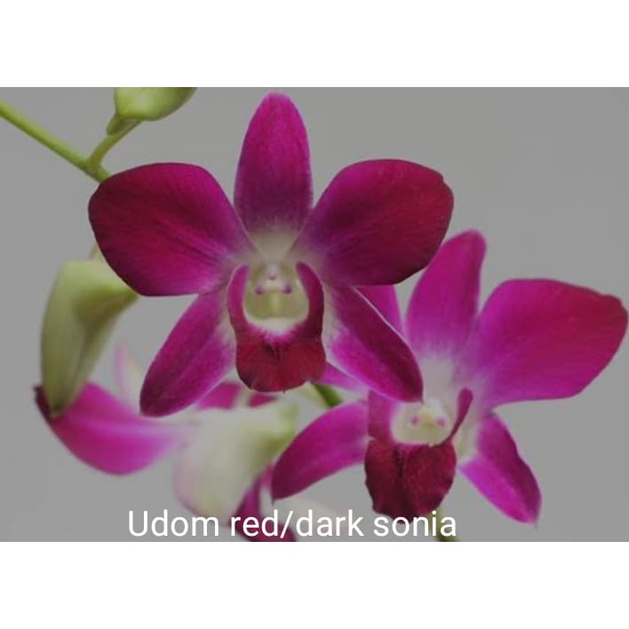 Jual Anggrek Dendrobium Pra Remaja Sonia Earsakul Shopee Indonesia