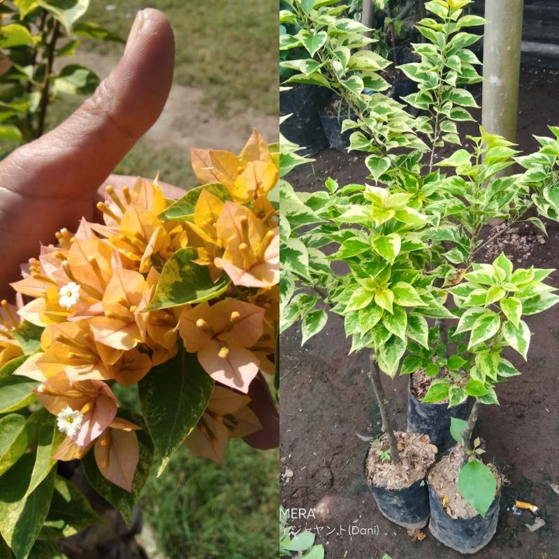 Jual PROMO TANAMAN HIAS BUGENVIL SINGAPORE VARIEGATA ORIGINAL Shopee