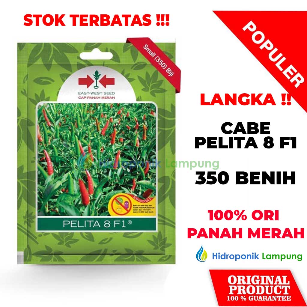 Jual BENIH BIBIT CABE PELITA 8 F1 CAP PANAH MERAH ISI 350 BENIH