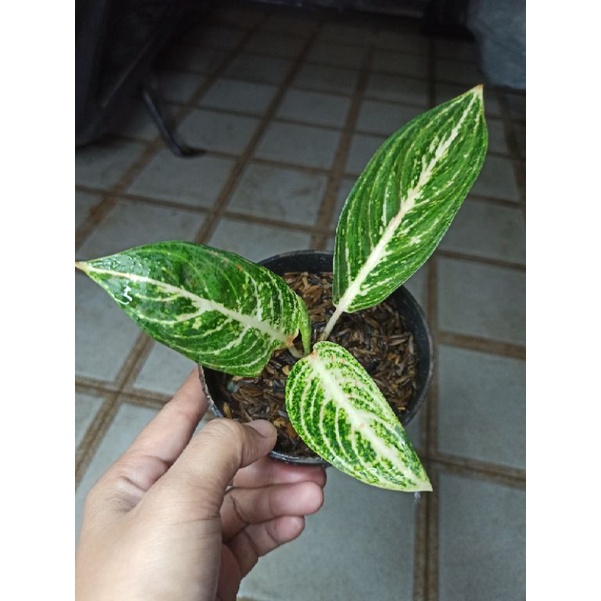 Jual Aglonema Aglaonema White Legacy Tanian Lokal Shopee Indonesia