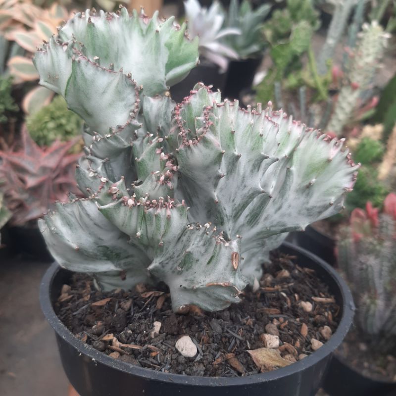 Jual Euphorbia Lactea White Ghost Cristata Ukuran Pot Cm Shopee