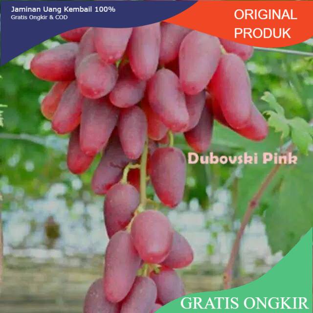 Jual Bibit Anggur Impoert Jenis Duboski Pink Hasil Grafting Cepat