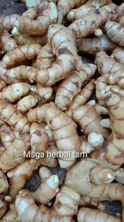 Jual Temu Putih Segar 1kg Kunyit Putih Kunir Putih Curcuma Zedoaria