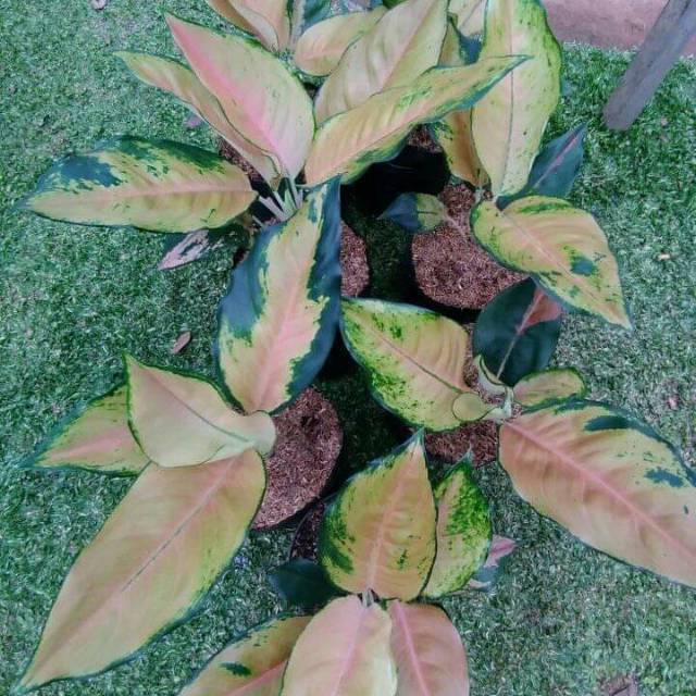 Jual Bunga Aglaonema Khocin Tembaga Varian Shopee Indonesia