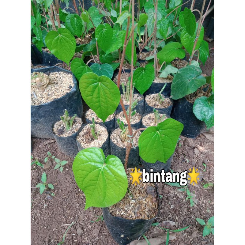 Jual Tanaman Herbal Sirih Hijau Bibit Tanaman Herbal Daun Sirih