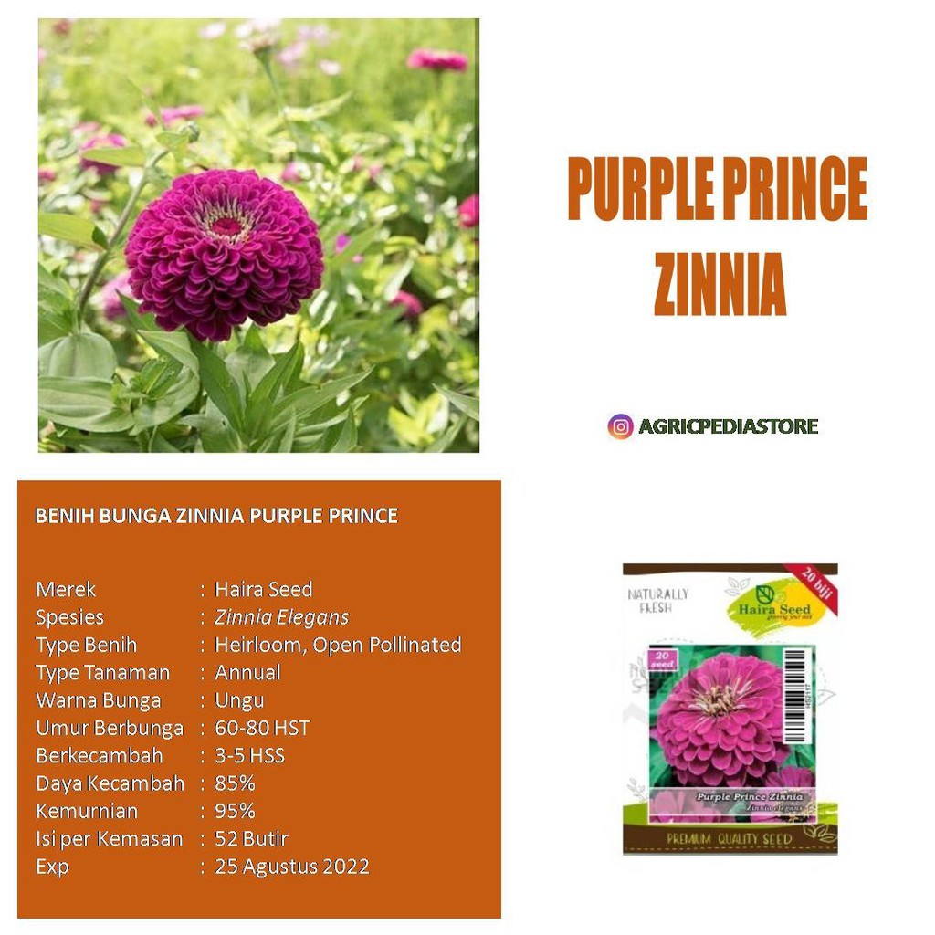 Jual Benih Bibit Bunga Zinnia Ungu Purple Prince Haira Seed Shopee