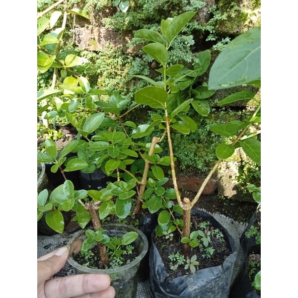 Jual Bahan Bonsai Sancang Shopee Indonesia