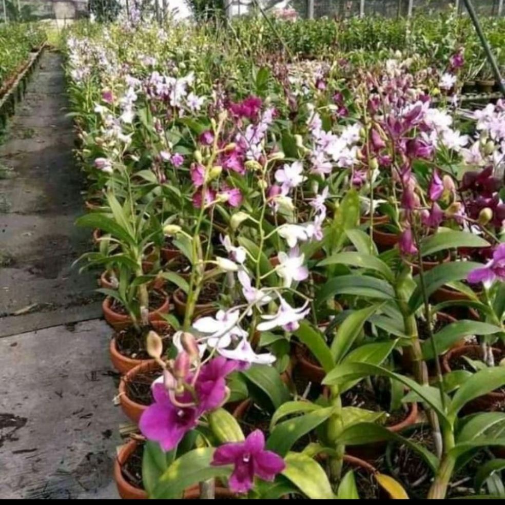 Jual Anggrek Dendrobium Kondisi SPIKE KNOP Bunga Aneka Warna Shopee