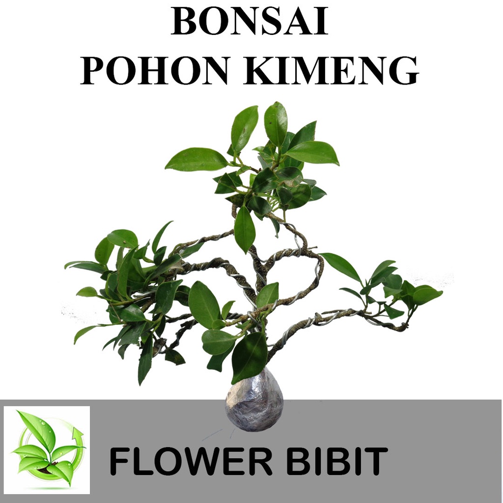 Jual Tanaman Bonsai Pohon Kimeng Shopee Indonesia